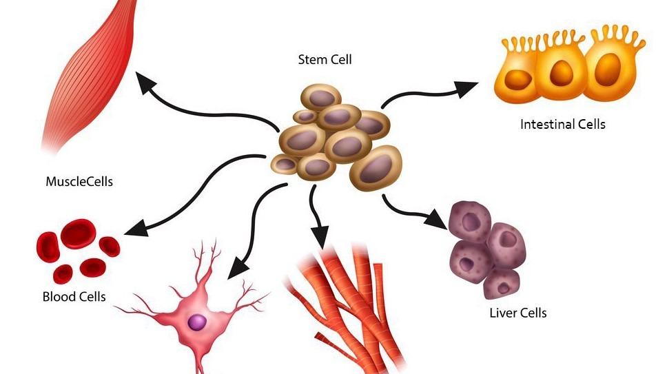 سلول بنیادی چیست